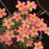 Oxalis Candy Box Series - 'Strawberry', Pack of 2 Bulbs