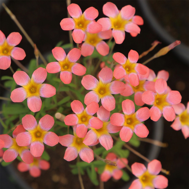 Oxalis Candy Box Series - 'Strawberry', Pack of 2 Bulbs