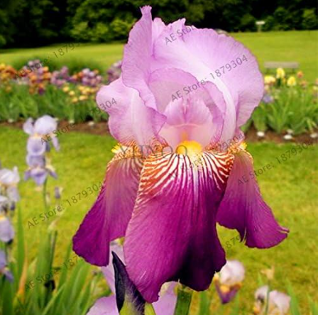 Iris Orchid Flores,Perennial Seed Plant Butterfly iris Flower (Color: 16)