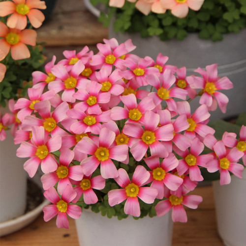 Oxalis obtusa 'Nebula' Flowering Bulbs | Pink Winter Flowers & Easy Care, Low Maintenance Flowering Bulbs