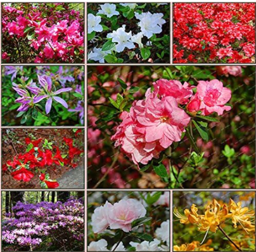 Rhododendron Seed Potted Azalea Tree Plant