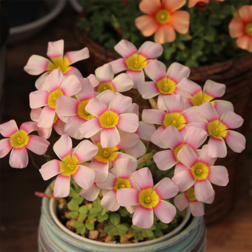 Oxalis obtusa 'Fairy' Flowering Bulbs - Winter & Spring Flowering, Easy Care, Low Maintenance