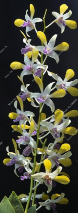 Multi Color Dendrobium Orchids Seeds (Color: 11)