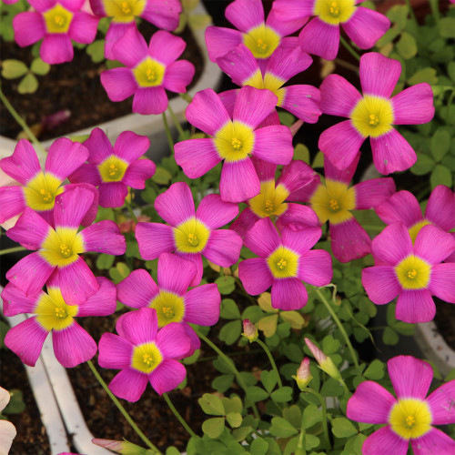 Oxalis obtusa 'Fluorescent Purple' Flowering Bulbs - Low Maintenance, Vibrant Winter Blooms