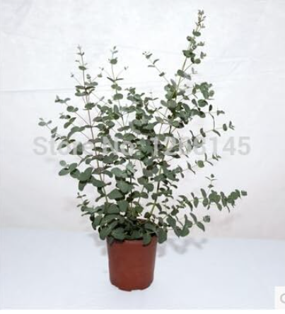 Eucalyptus gunnii SILVERDROP Fruit Seed - Home Garden