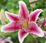 True Lily Bulbs Perfume Lily (Color: 8)
