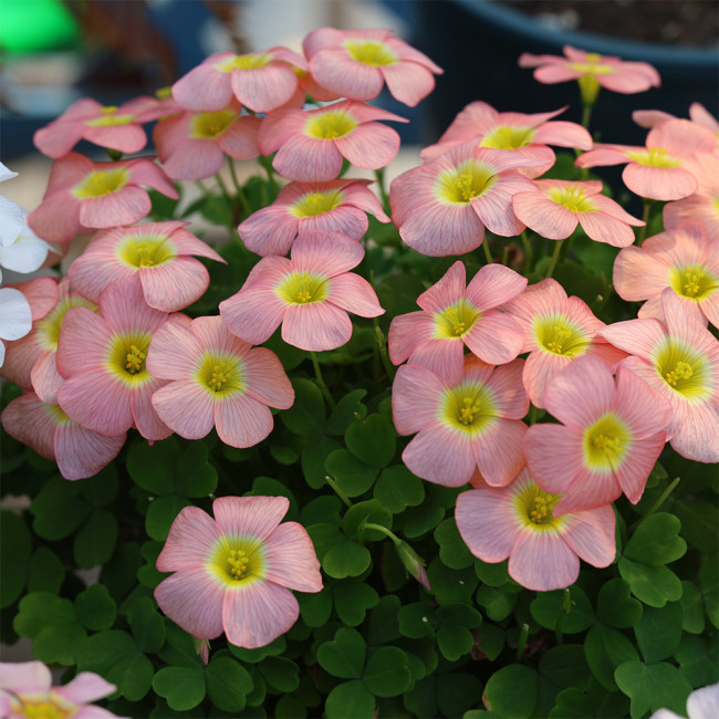 Oxalis obtusa 'Moonrise Apricot' Flowering Bulbs – Winter & Spring Bloom, Easy Care, Pink Blooms