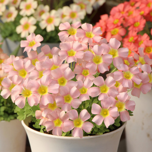 Oxalis obtusa 'Veil' Flowering Bulbs | Pink Winter & Spring Flowers, Easy-Care for Pots & Gardens