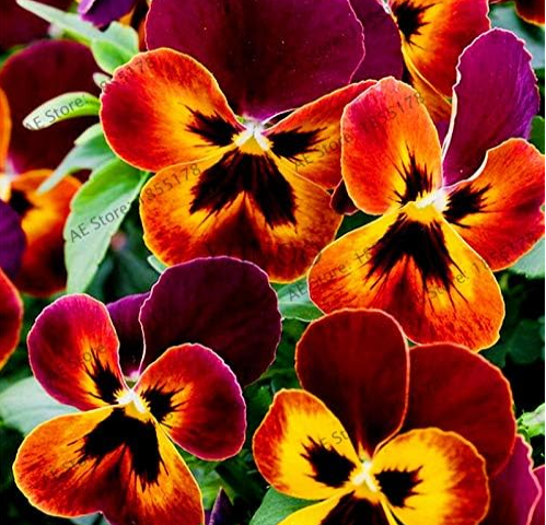 Pansy Flores Wavy Pansy (Viola Tricolor) plantas Seeds (Color: 11)