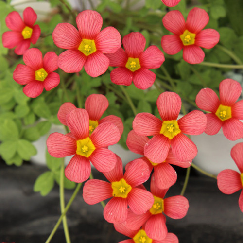 Oxalis obtusa 'Jennie' Flowering Bulbs | Salmon Pink Winter Flowers, Low Maintenance, Potted Beauty