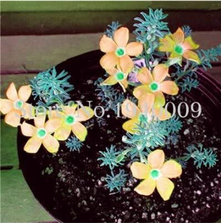Oxalis Wood Sorrel Flower Seeds Oxalis Purple Shamrock Clover (Color: 15)