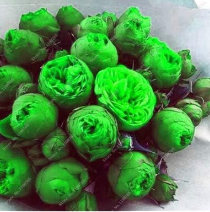 Colorful Peony Seeds Heirloom Tree Plant Hardy Perennial (Color: h)
