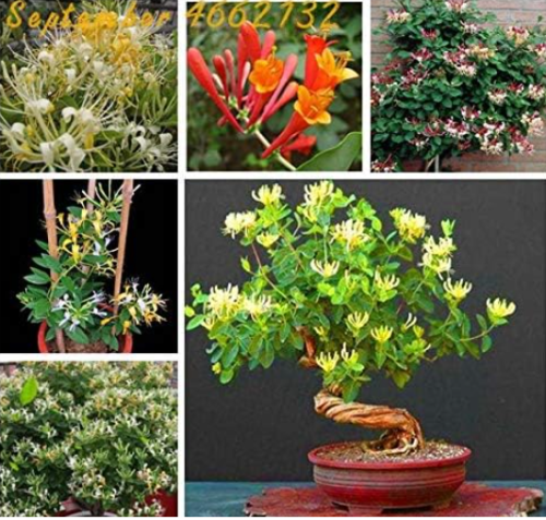 Honeysuckle Fragrant Outdoor Seed Potted Climbing Lonicera Japonica Vine Flower