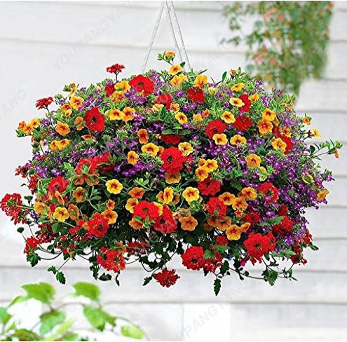Mixed Color Perennial Petunia Seeds Indoor Flower