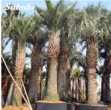 Widely Cultivated Butia Capitata Potted Seed Courtyard Perennial