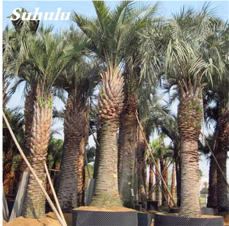 Widely Cultivated Butia Capitata Potted Seed Courtyard Perennial