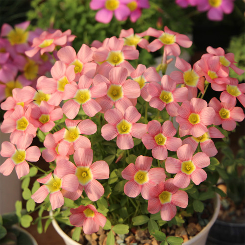 Oxalis obtusa 'Loli' Flowering Bulbs - Light Pink Flowering Winter-Spring Shamrock for Pots & Balconies
