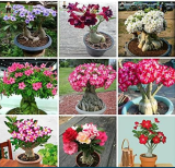 Desert Rose Seeds Adenium Obesum Flower Mixed