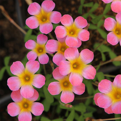 Oxalis Candy Box Series - 'Plum', Pack of 2 Bulbs