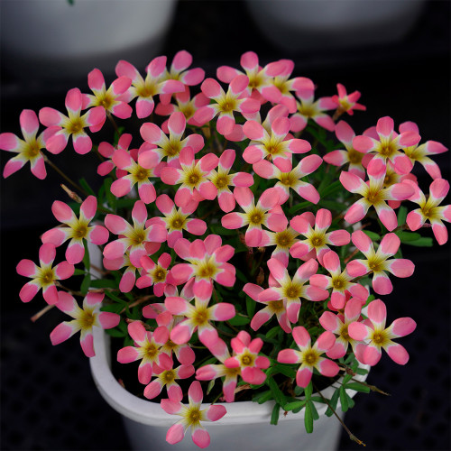 Oxalis Candy Box Series - 'Cherry', Pack of 2 Bulbs