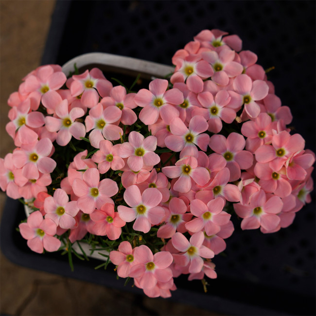 Oxalis obtusa 'Grapefruit' Flowering Bulbs - Winter to Spring Bloom, Low Maintenance Pink Shamrock Plants for Pots & Gardens