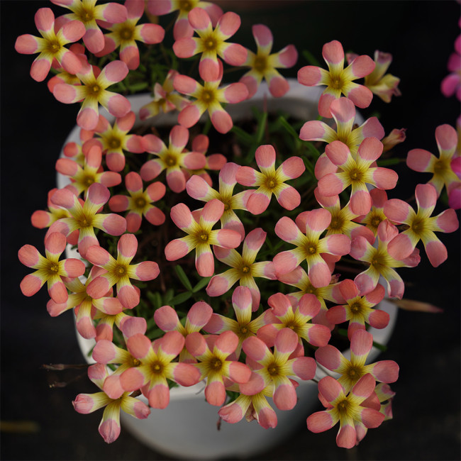 Oxalis Candy Box Series - 'Watermelon', Pack of 2 Bulbs