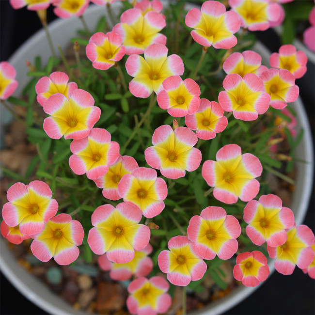 Oxalis Candy Box Series - 'Waxberry', Pack of 1 Bulb