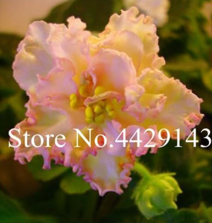 Mix Color Available Violet Seed for Viewing Flower Evening-Scented (Color: 2)