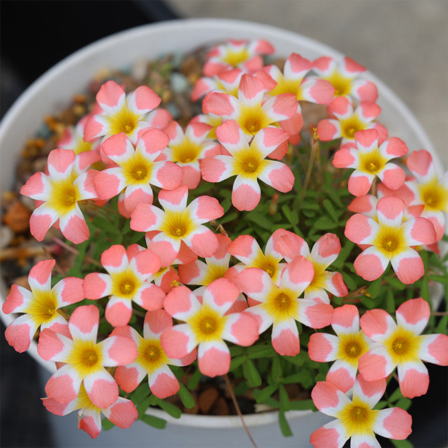 Oxalis Candy Box Series - 'Carrot', Pack of 1 Bulb