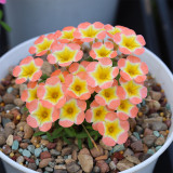 Oxalis Candy Box Series - 'Pumpkin', Pack of 2 Bulbs