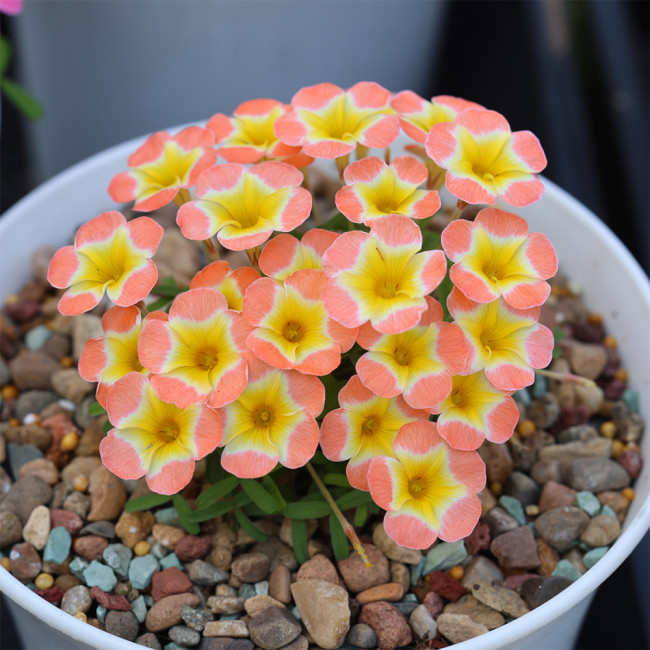 Oxalis Candy Box Series - 'Pumpkin', Pack of 2 Bulbs