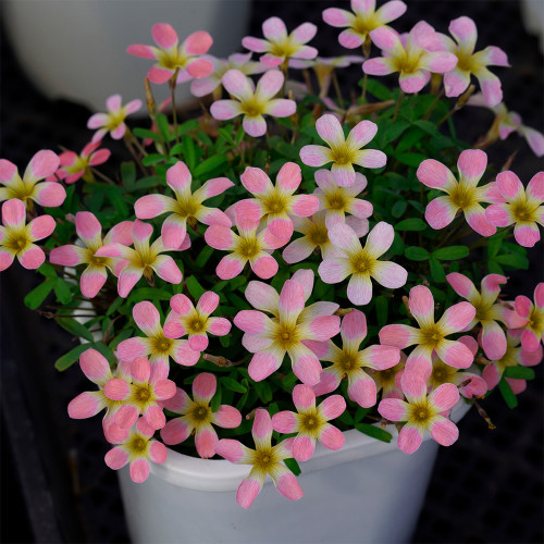 Oxalis obtusa 'Freckle Girl' Flowering Bulbs: Easy-Care, Winter-Spring Pink & Yellow Blooms for Pots & Gardens