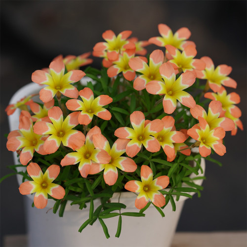 Oxalis Candy Box Series - 'Orange', Pack of 1 Bulb