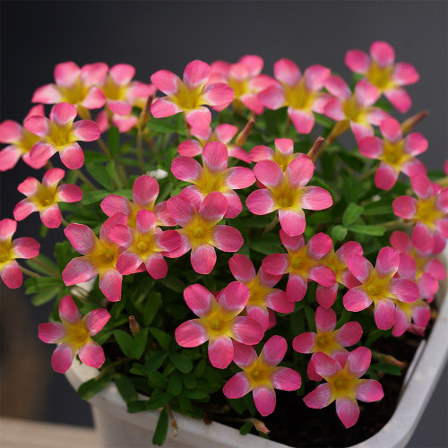 Oxalis Candy Box Series - 'Pomegranate', Pack of 2 Bulbs