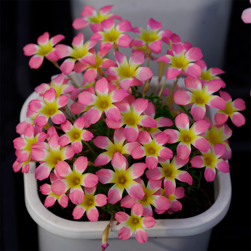 Oxalis Candy Box Series - 'Litchi', Pack of 2 Bulbs