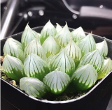 Haworthia cooperi Baker Seeds - Yulu - Bonsai Succulent (Color: 17)