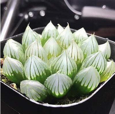 Haworthia cooperi Baker Seeds - Yulu - Bonsai Succulent (Color: 17)