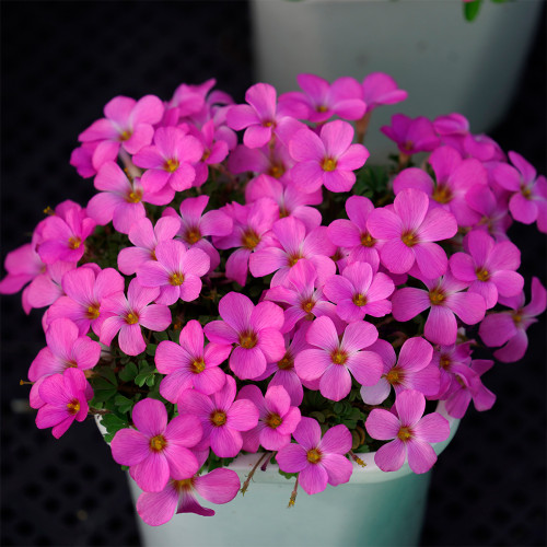 Oxalis obtusa 'Phanton' Flowering Bulbs | Vibrant Pink Winter-Spring Blooms | Low Maintenance, Drought-Tolerant, Pot & Garden Ready