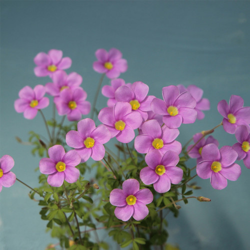 Oxalis 'Sky Blue' Bulbs | Vibrant Purple Flowers, Dormant Summer, Easy Care