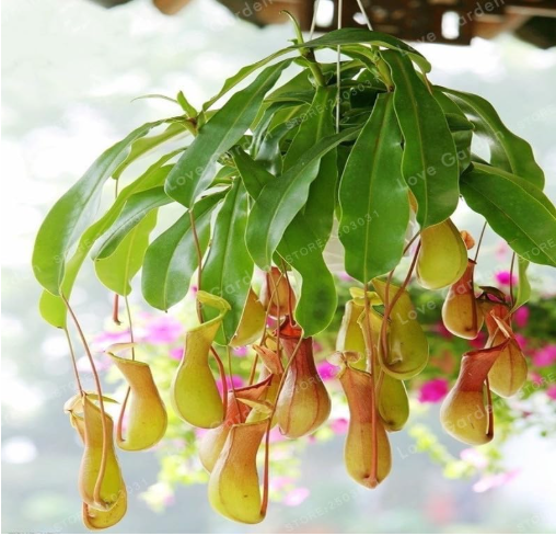 Rare Nepenthes Seed Flytrap Balcony Potted Seed Plants Seed Carnivorous Flower
