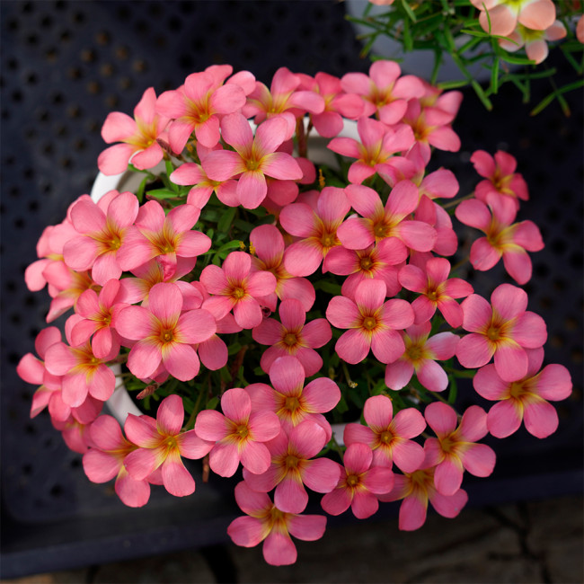 Oxalis obtusa 'Red Gold' Flowering Bulbs | Winter-Spring Flowering, Easy Care Pink & Gold Plants