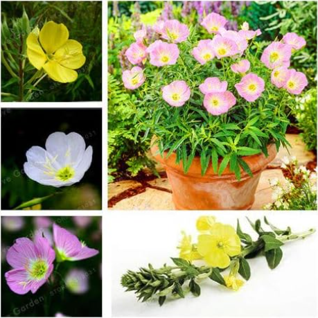 Oenothera biennis Seeds Evening Primrose Can Extraction of Essential Oil (Color: Mix)