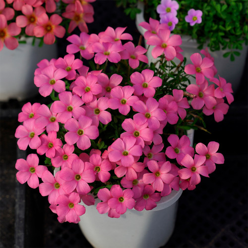 Oxalis obtusa 'Rose Dimple' Flowering Bulbs - Vibrant Pink Winter & Spring Blooms for Pots, Windowsills & Gardens