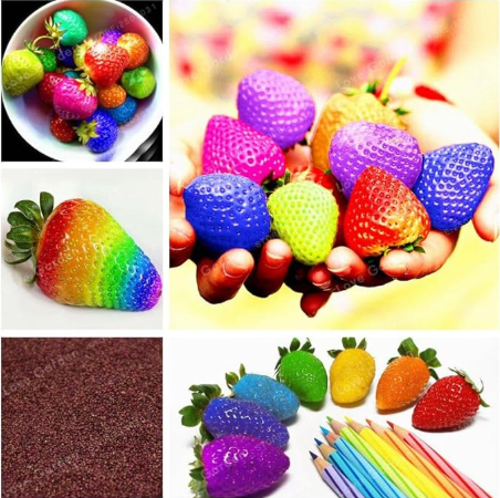 Colorful Strawberry Seed Giant Strawberry Rare Seed Organic Fruit
