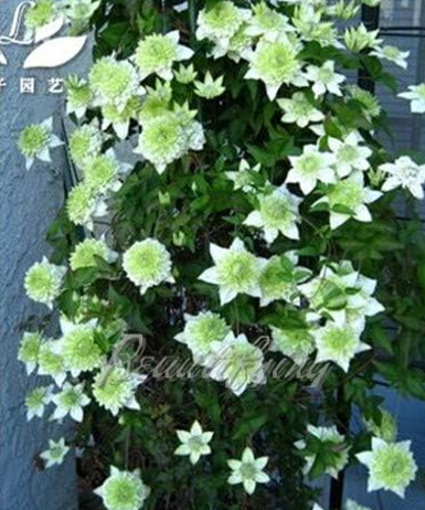 Clematis Seed, Clematis Vine Plant Perennial Flower