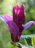 Magnolia Seeds, Light Fragrant Garden Tree, Magnolia Flowers (Color: 6)
