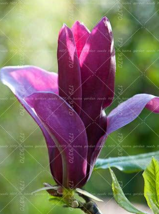 Magnolia Seeds, Light Fragrant Garden Tree, Magnolia Flowers (Color: 6)