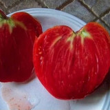 Tomato Seeds Russian Pink Oxheart - Heirloom Giant Heart-Shaped, Sweet High-Yield, Premium Market Variety