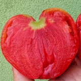 Tomato Seeds Russian Pink Oxheart - Heirloom Giant Heart-Shaped, Sweet High-Yield, Premium Market Variety