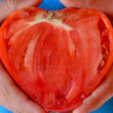 Tomato Seeds Russian Pink Oxheart - Heirloom Giant Heart-Shaped, Sweet High-Yield, Premium Market Variety